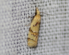 Phtheochroa vitellinana