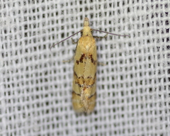 Phtheochroa vitellinana