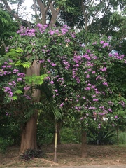 Bignonieae