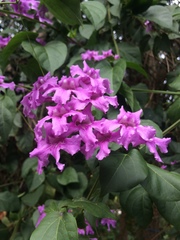 Bignonieae