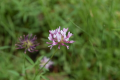 Trifolium willdenovii
