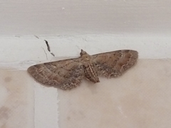 Eupithecia simpliciata