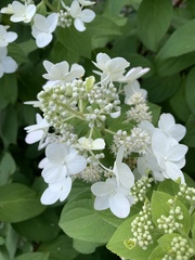 Hydrangea scandens
