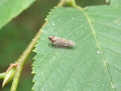 Synecdoche dimidiata