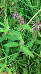 Stachys × ambigua