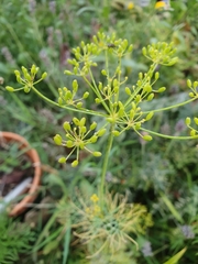 Anethum graveolens