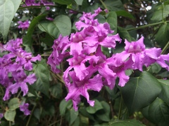 Bignonieae
