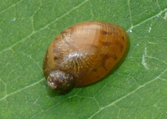 Succineinae