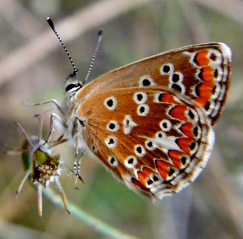 Geltontaškis Melsvys nuotrauka