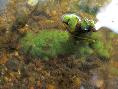 Ephydatia fluviatilis