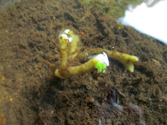 Ephydatia fluviatilis