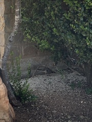 Toxostoma curvirostre