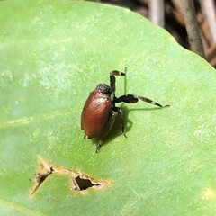 Phylloscelis rubra