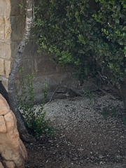 Toxostoma curvirostre