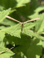 Stenoptilia