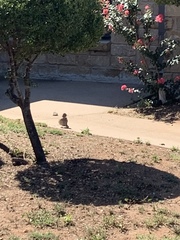 Toxostoma curvirostre