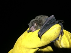 Myotis riparius