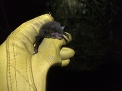 Myotis riparius