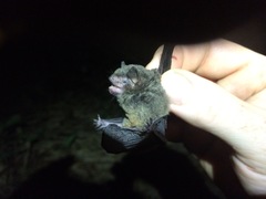 Myotis riparius
