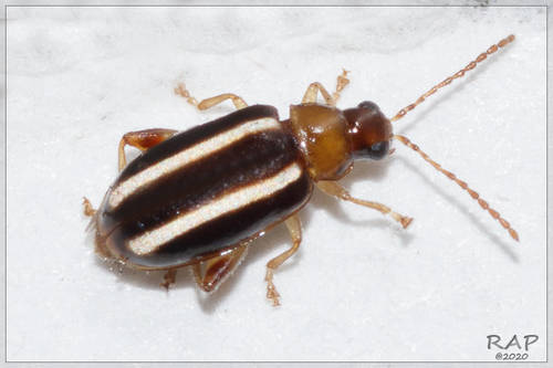 Besouro (Systena tenuis)