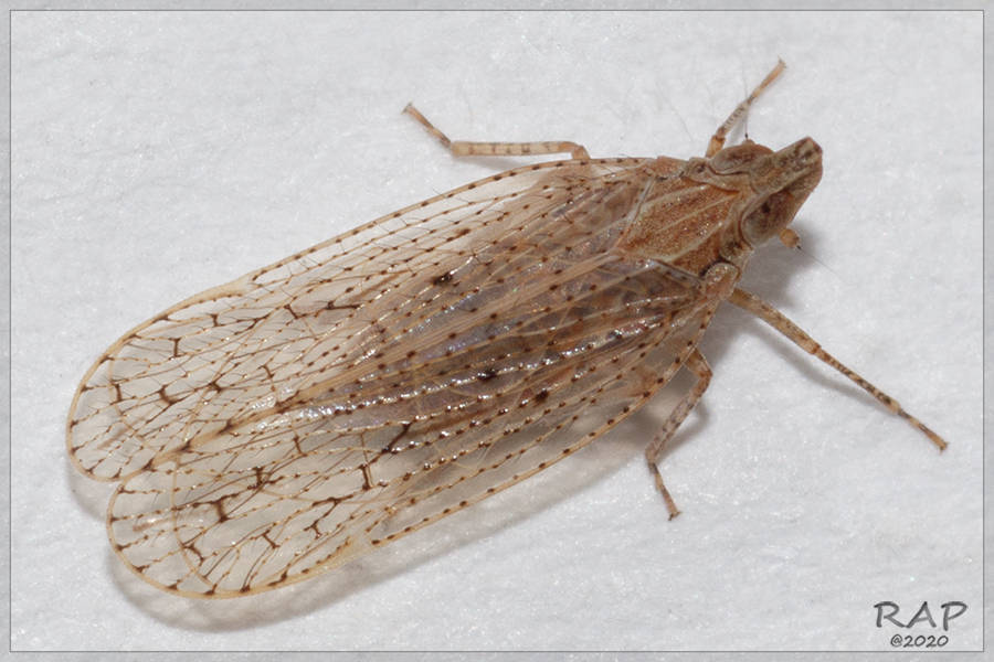 Aulocorypha punctulata