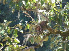 Tillandsia calothyrsus