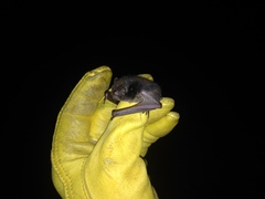 Myotis nigricans