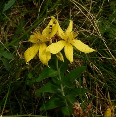 Hypericum richeri