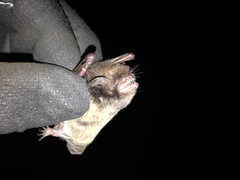 Myotis nigricans