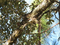 Tillandsia seleriana