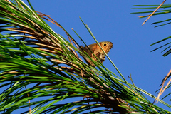 Paramacera xicaque xicaque
