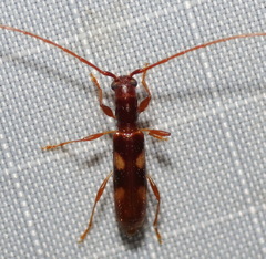 Heterachthes quadrimaculatus