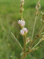 Lespedeza leptostachya