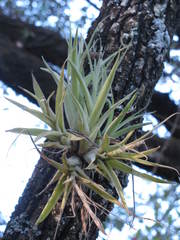 Tillandsia achyrostachys