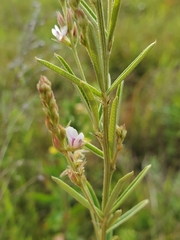 Lespedeza leptostachya
