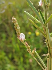 Lespedeza leptostachya