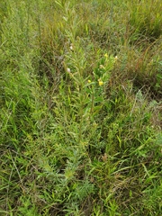 Lespedeza leptostachya