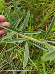 Lespedeza leptostachya