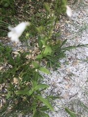Penstemon multiflorus