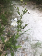 Penstemon multiflorus