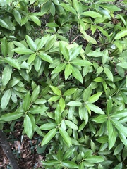 Magnoliopsida
