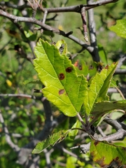 Malus ioensis