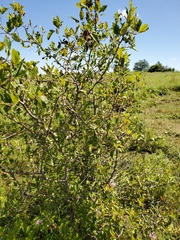 Malus ioensis