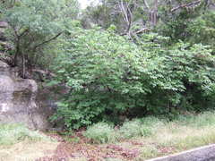 Cercis canadensis texensis