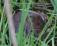 Arvicola amphibius