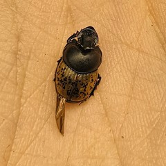 Onthophagus gibbulus