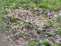Coluber constrictor etheridgei