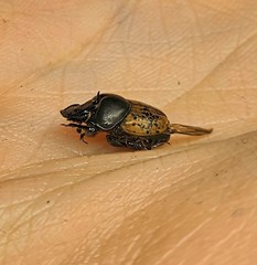 Onthophagus gibbulus
