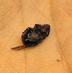 Onthophagus gibbulus