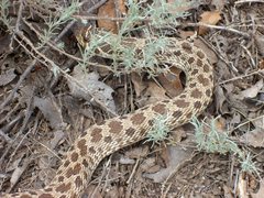 Heterodon nasicus